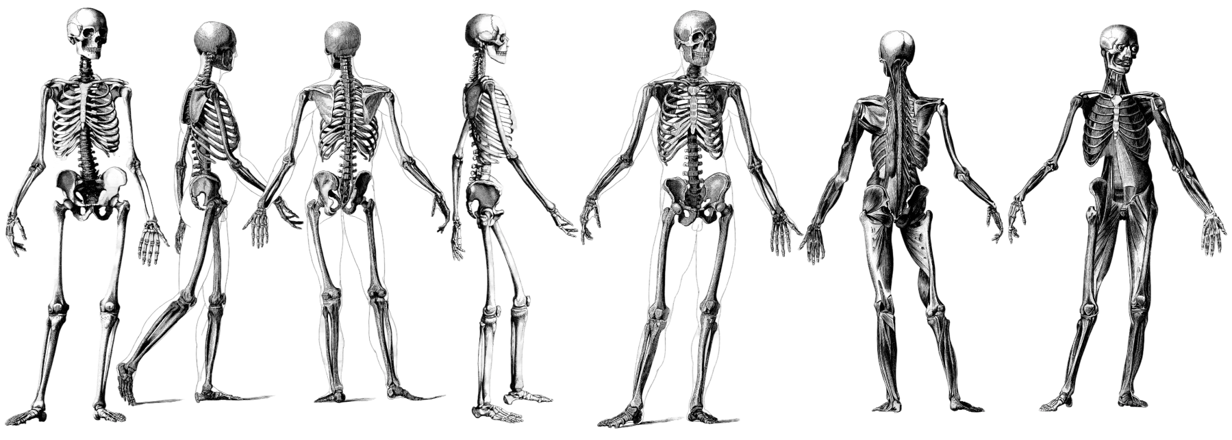 skeletons_human_anatomy_physiology_2026_01_09_06_52_30_utc_2 (1)